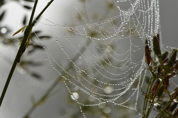 Tau, Tautropfen, Wassertropfen
