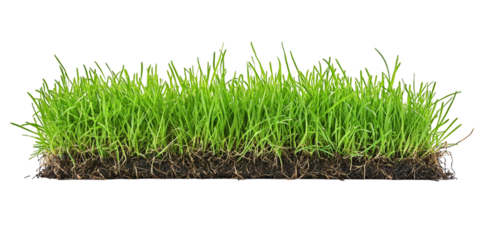 Lush green grass with visible roots growing from fresh soil isolated on a transparent background for eco and gardening designs