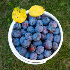 Ripe plums (Damsons) gathered in the white plastic bucket, close-up. Planting fruits in a...
