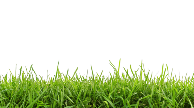 Lush fresh green grass border isolated on a transparent background for nature, gardening, and landscape decoration projects