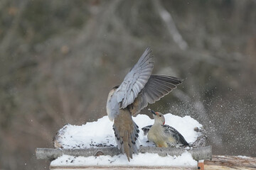 Jays and Mourning Doves and Red Bellied fighting over food