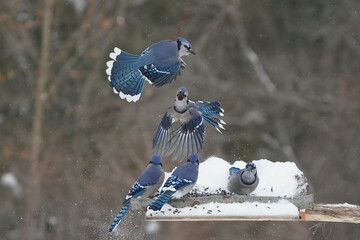 Jays and Mourning Doves and Red Bellied fighting over food