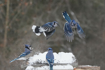 Jays and Mourning Doves and Red Bellied fighting over food