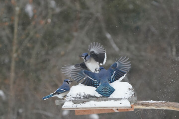 Jays and Mourning Doves and Red Bellied fighting over food