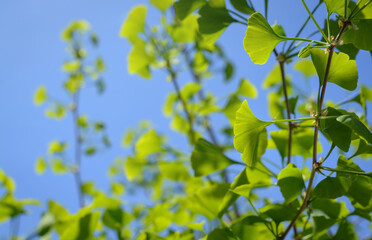 Ginkgo biloba branches with young green leaves against blue sky