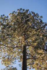 Big tree with blue sky background