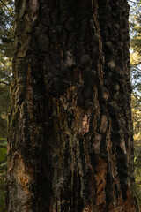 Close up of large tree in forest