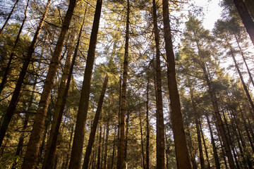Sunlight in the forest, tranquility outdoors