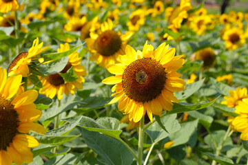 Obraz premium Blooming sunflower fields. Beautiful yellow flower