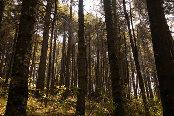 Sunlight in the middle of the forest