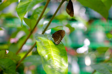 A beautiful butterfly in the garden