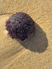 Purple sea urchin resting on golden sand with a distinct shadow.