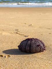 Purple sea urchin resting on the sandy shore with ocean waves in the background.