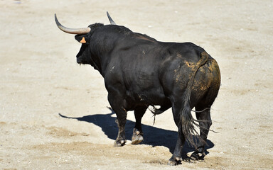 un toro negro español con grandes cuernos en españa