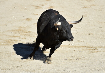 un toro negro español con grandes cuernos en españa