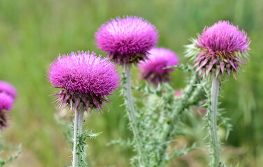 natural thorns, purple flowering thorn photos