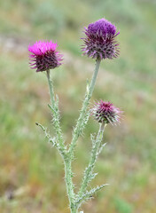 natural thorns, purple flowering thorn photos