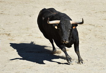 un toro negro español con grandes cuernos en españa