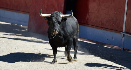 un toro negro español con grandes cuernos en españa