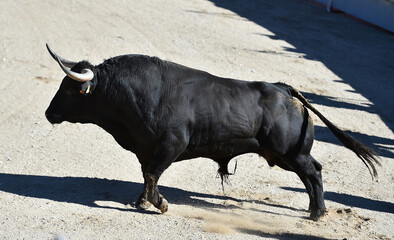 a black bull with big horns in a traditional spectacle of bullfight in spain