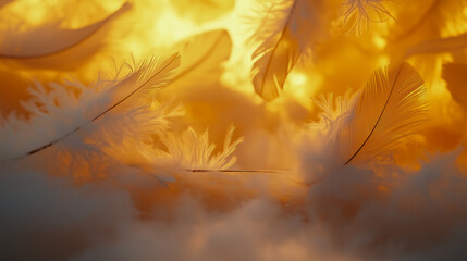 Delicate white feathers float against a warm, glowing golden backdrop.