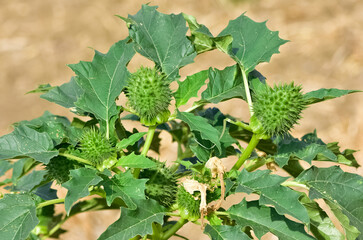 Photos of native plants, flowers and thorns.