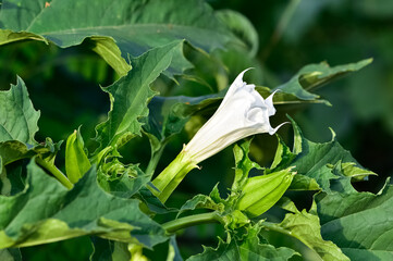 Photos of native plants, flowers and thorns.