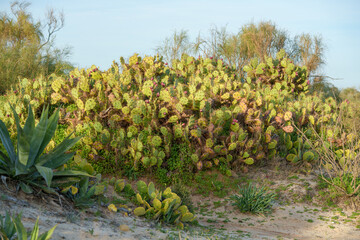 Prickly pear cacti grow densely with green pads and pink fruit under the sun.