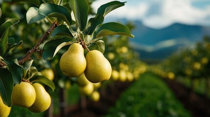 Ripe pears on branch, orchard, mountain view, harvest