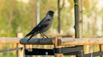 szpak lub gawron , ptak © rob