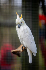 A citron-crested cockatoo at a wildlife sanctuary. © Jorge