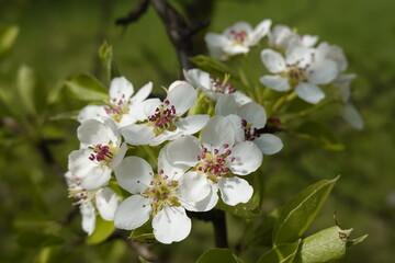 Obraz premium Pattern - White blossoms, flowers of the wild flowering trees, in the sunshine in the spring - 4 - Vilnius, April 2024