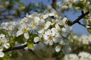 Pattern - White blossoms, flowers of the wild flowering trees, in the sunshine in the spring - 5 - Vilnius, April 2024