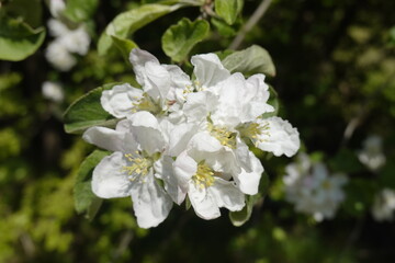 Pattern - White blossoms, flowers of the wild flowering trees, in the sunshine in the spring - 11 - Vilnius, May 2024