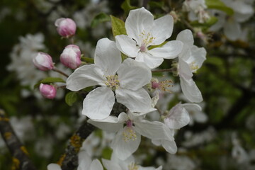 Pattern - White blossoms, flowers of the wild flowering trees, in the sunshine in the spring - 12 - Vilnius, May 2024