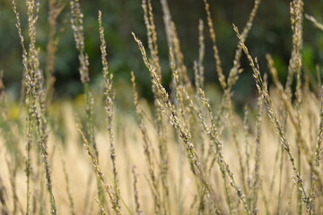 Pattern - Wildland: greenery, bents, grasses, herbs, sedges - 13 - Vilnius, August 2024