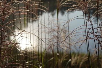 Pattern - Wildland: greenery, bents, grasses, herbs, sedges - 24 - Vilnius, September 2024