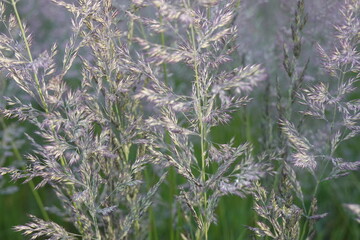 Pattern - Wildland: greenery, bents, grasses, herbs, sedges - 2 - Vilnius, June 2024