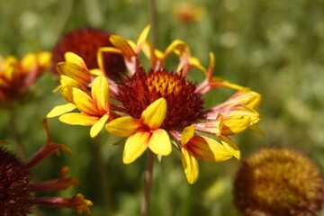 Blossoms, flowers of the colorful Gaillardia grandiflora, Fanfare, blanket flower in the summer - 2 - Vilnius, June 2024