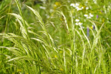 Pattern - Wildland: greenery, bents, grasses, herbs, sedges - 4 - Vilnius, June 2024