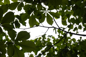 Pattern - Horse chestnut, buckeye, conker tree leaves, leafage, foliage view looking from the ground, bottom up - 4 - Vilnius, May 2024