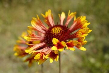 Blossom, flower of the colorful Gaillardia grandiflora, Fanfare, blanket flower in the summer - 4 - Vilnius, June 2024