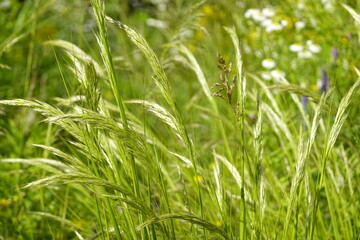 Pattern - Wildland: greenery, bents, grasses, herbs, sedges - 5 - Vilnius, June 2024