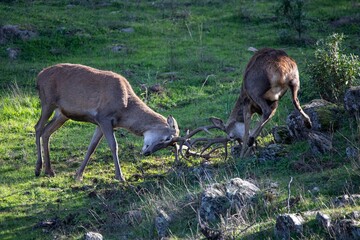 Two red deer stags clash fiercely, locking antlers on rocky terrain in Monfragüe, Extremadura, Spain, during the rutting season, showcasing wild strength and dominance