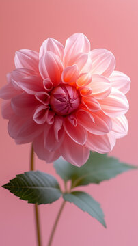 Delicate Single Stem Pink Dahlia Flower Against Pink Background. Minimal Floral. Mobile Phone Wallpaper 9:16