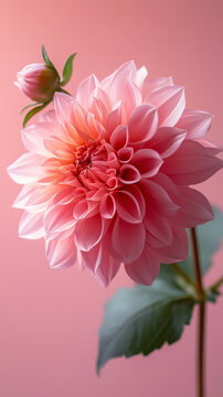 Delicate Single Stem Pink Dahlia Flower with Bud Against Pink Background. Minimal Floral. Mobile Phone Wallpaper 9:16