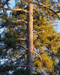 Ponderosa Pine trees and Juniper trees in the snowy forest in CentralOregon