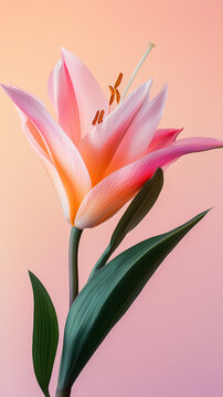 Delicate Single Stem Pink Lily Flower Against Pink Background. Minimal Floral. Mobile Phone Wallpaper 9:16
