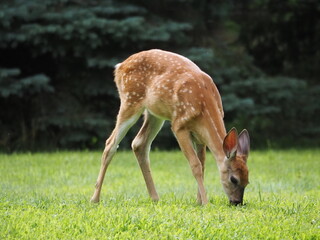 white tailed doe fawn