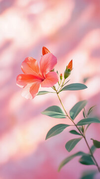 Delicate Single Stem Pink Lily Flower with Buds Against Pink Background. Minimal Floral. Mobile Phone Wallpaper 9:16